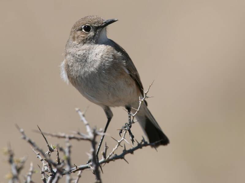 Karoo Chat, 照片 2