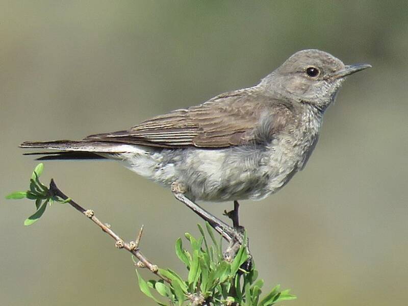 Karoo Chat, 照片 4