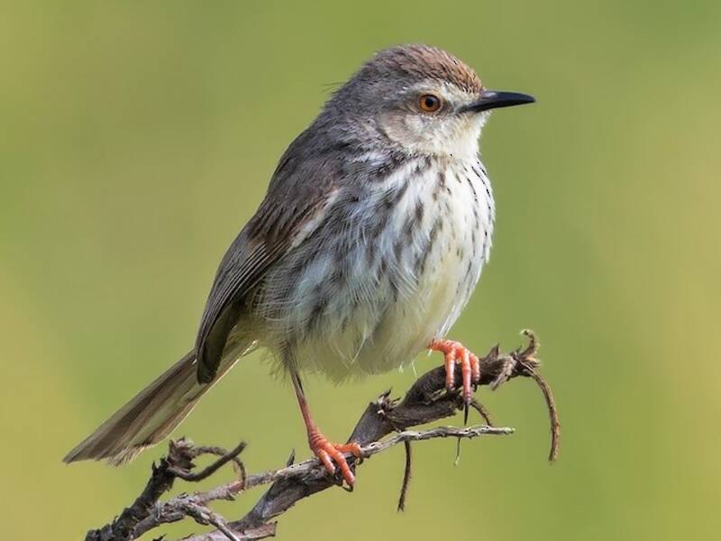 Prinia du Karoo