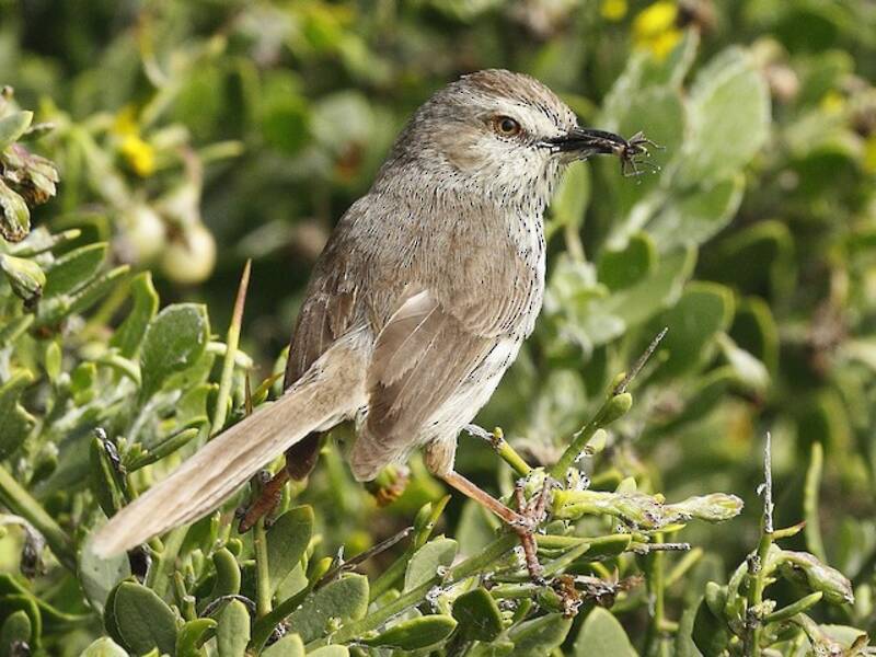 Prinia du Karoo, Photos 3