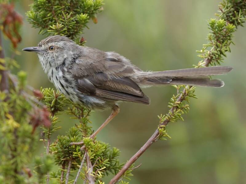 Prinia du Karoo, Photos 2