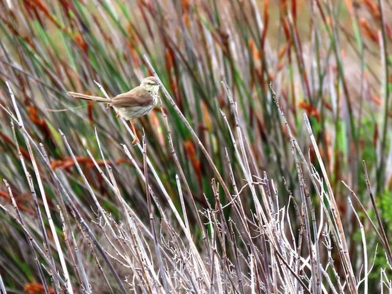 Prinia du Karoo, Photos 4
