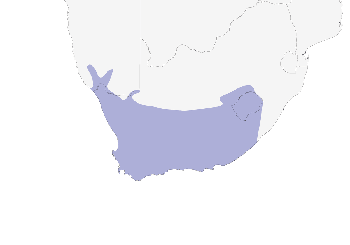 Prinia du Karoo, Distribution 1