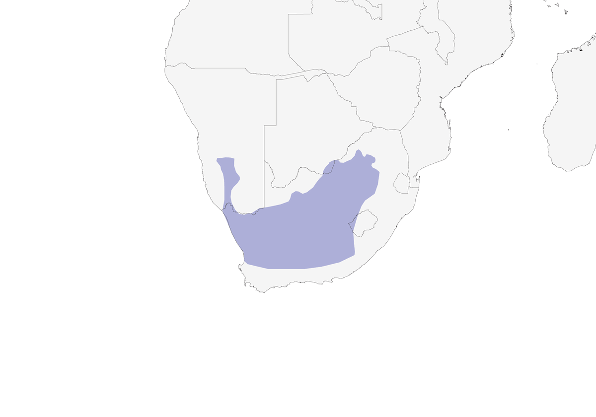 Merle du Karoo, Distribution 1