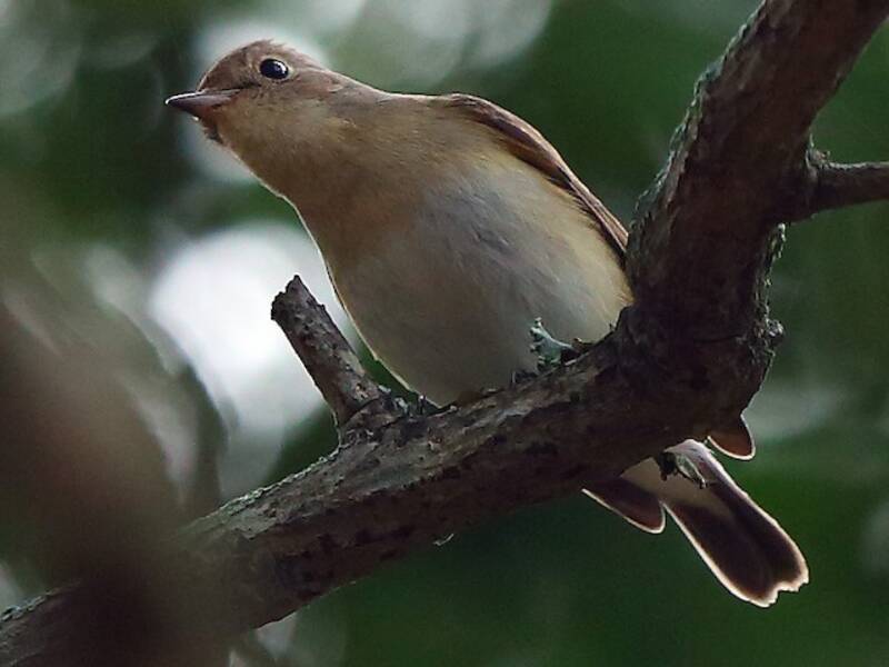 Kaschmir-Fliegenschnäpper, Fotos 3