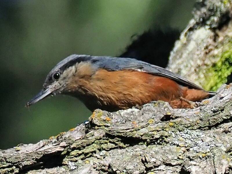 Kashmir Nuthatch, Photos 3