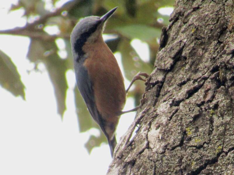 Kashmir Nuthatch, Photos 4