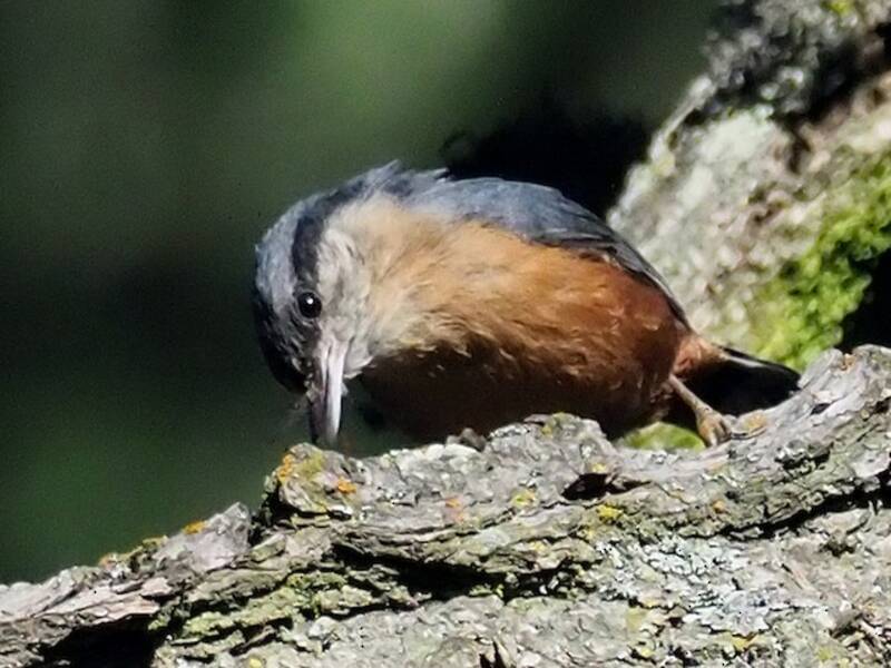 Kashmir Nuthatch