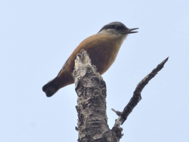Kashmir Nuthatch, Photos 2