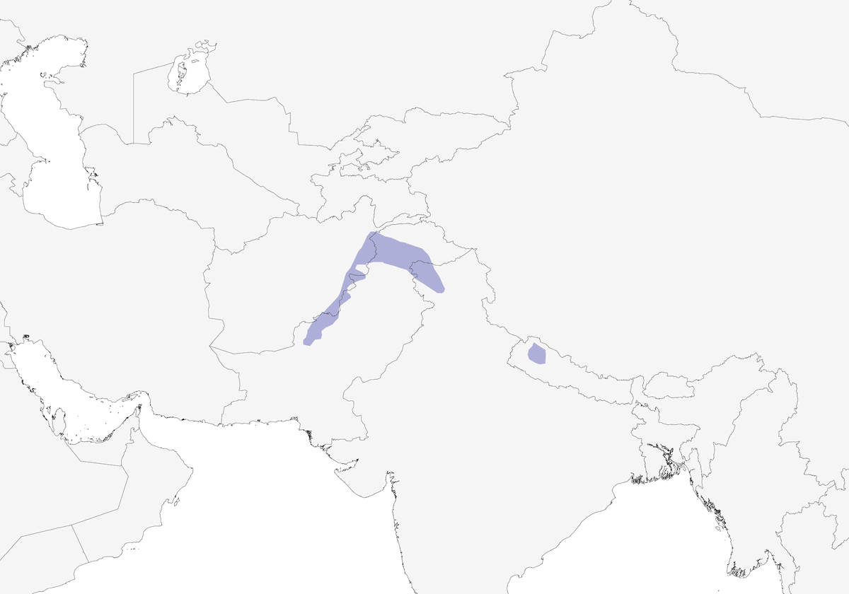 Kashmir Nuthatch, Distribution 1