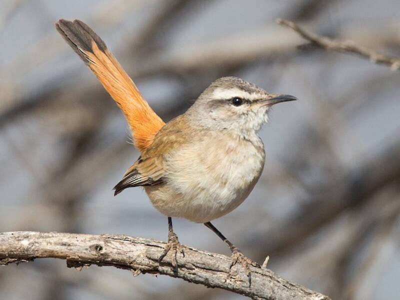 Alzacola de Kalahari