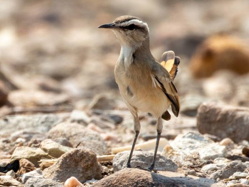 Kalahari-Buschsänger, Fotos 3