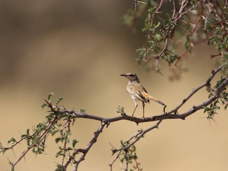 Kalahari-Buschsänger, Fotos 4
