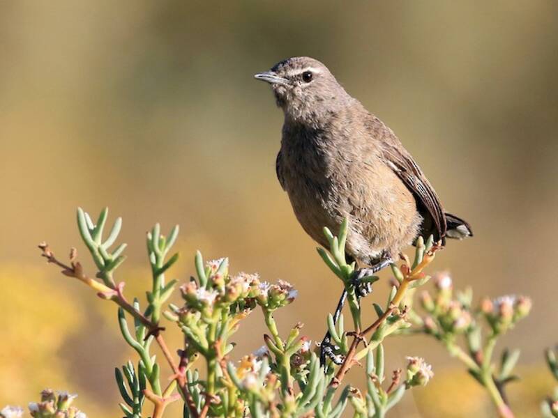 Pettirosso di macchia del Karoo, Foto 3