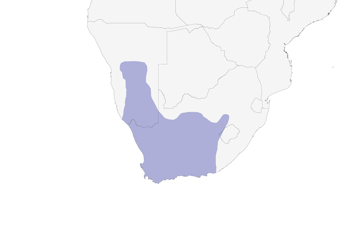 Pettirosso di macchia del Karoo, Distribuzione 1