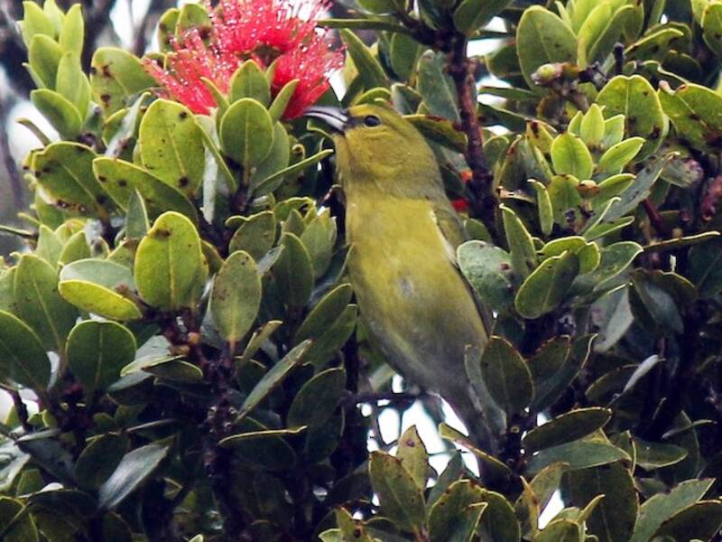 Amakihi di Kauai, Foto 2