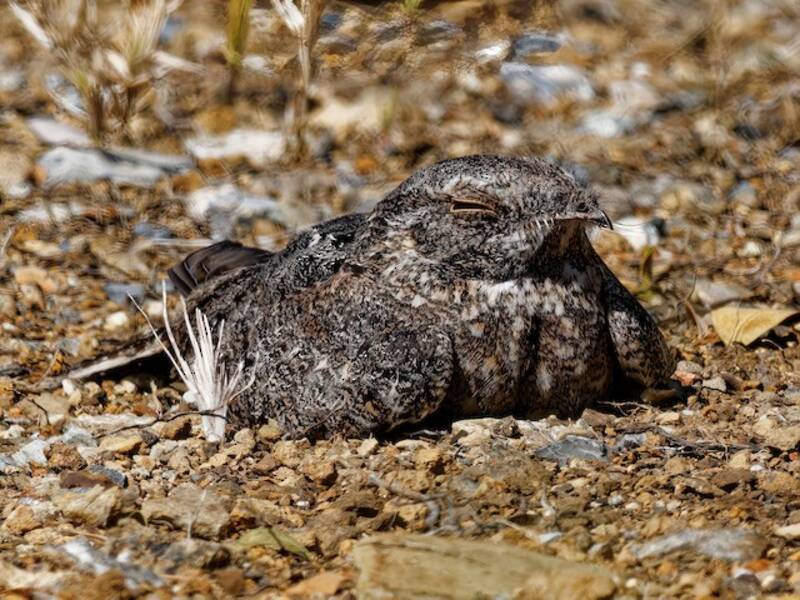 Chirruping Nightjar, 照片 4