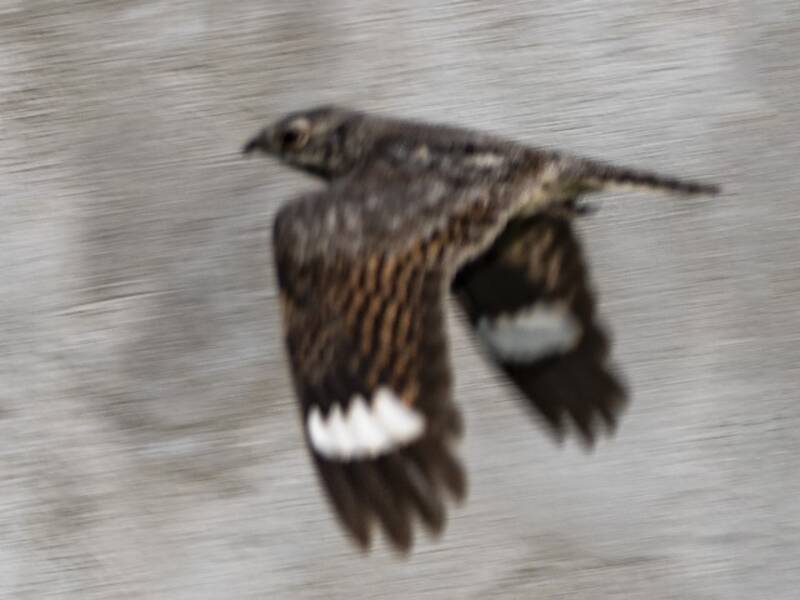 Chirruping Nightjar, 照片 2