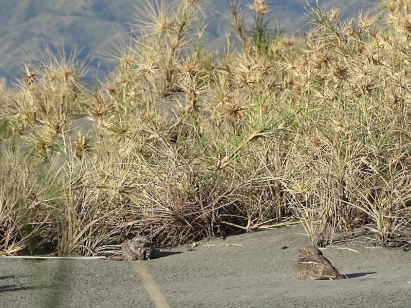Chirruping Nightjar