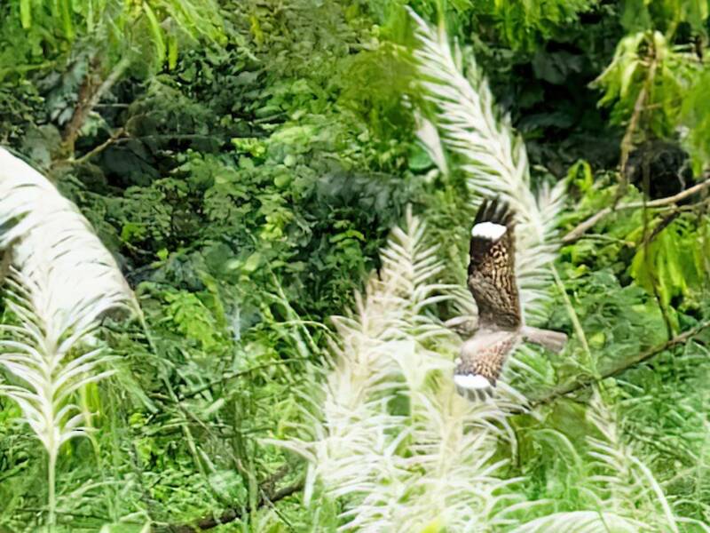 Chirruping Nightjar, 照片 3