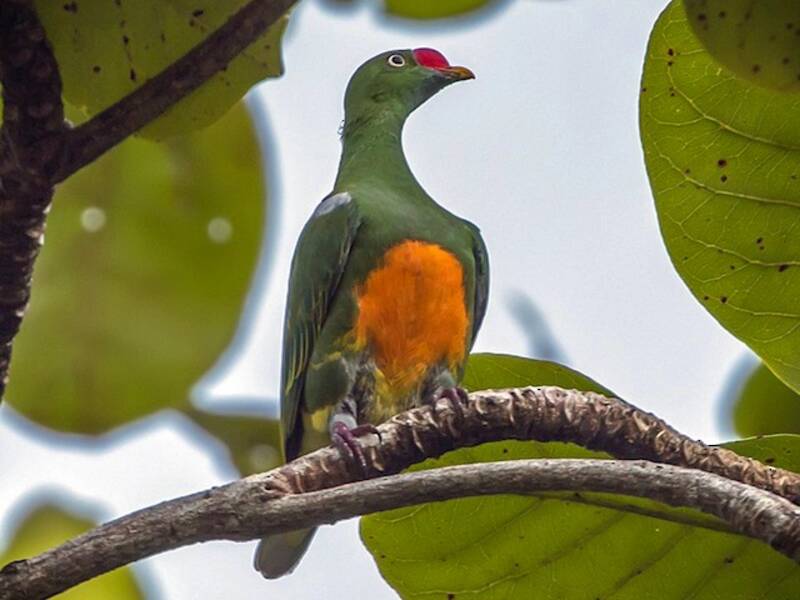 Knob-billed Fruit-Dove, 照片 3
