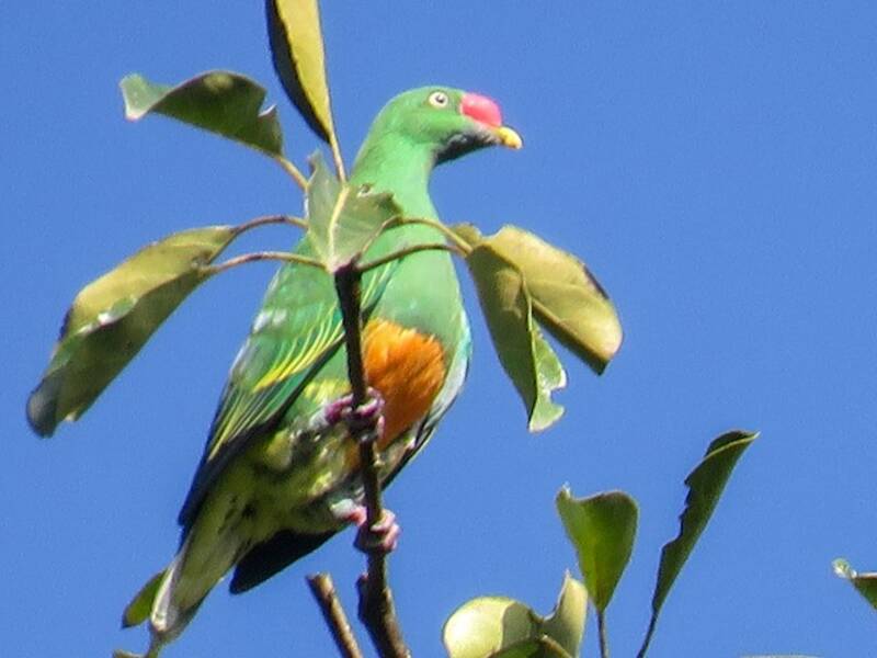 Knob-billed Fruit-Dove, 照片 2