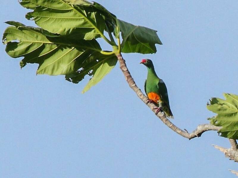 Knob-billed Fruit-Dove, 照片 4