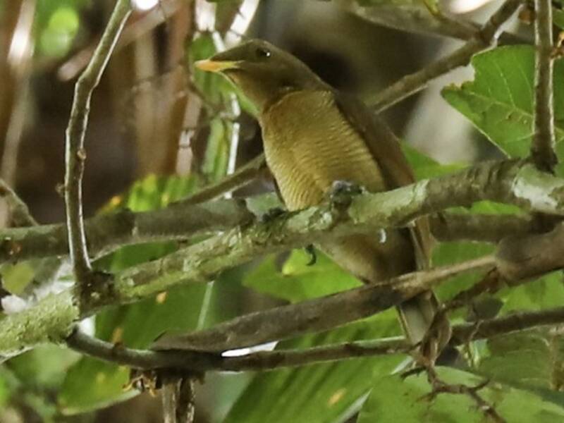 Königs-Paradiesvogel, Fotos 4