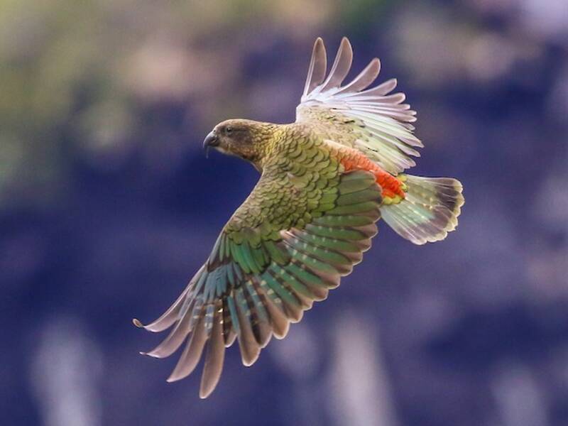 Kea, Fotos 4