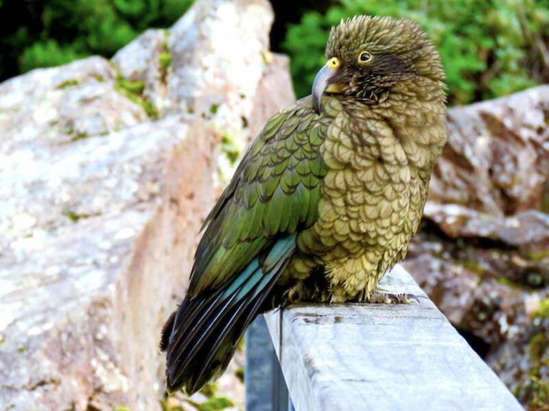 Kea, Fotos 2