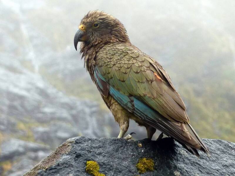 Kea (Nestor notabilis)