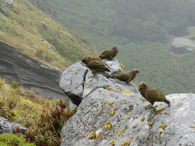 Kea, Fotos 3