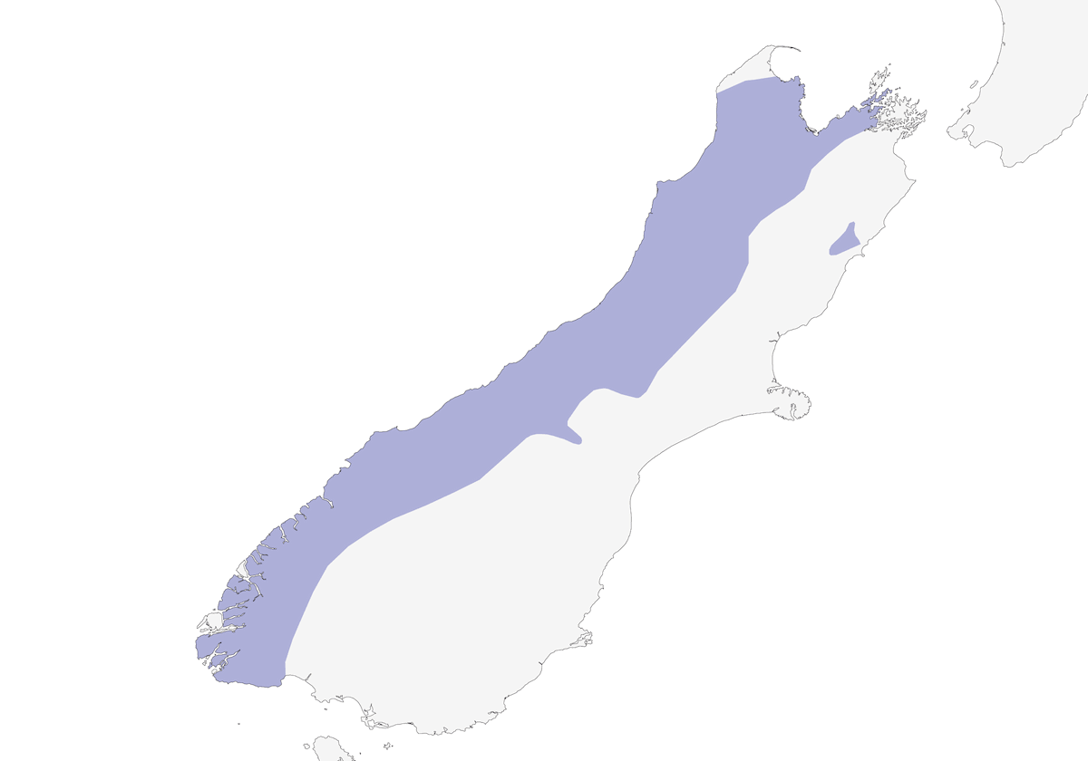 Kea, Distribución 1