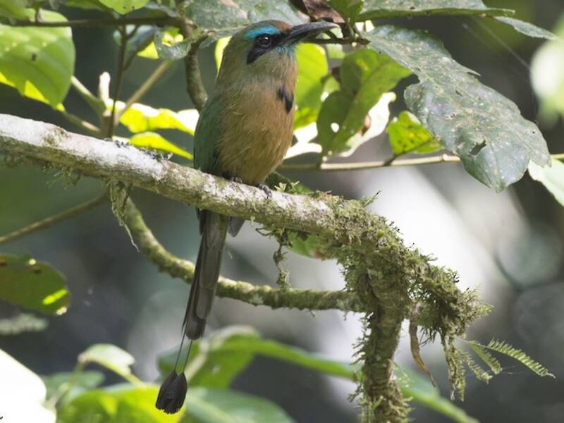Motmot caréné