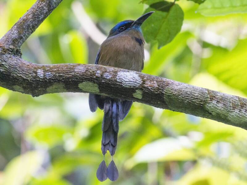 Motmot caréné, Photos 2