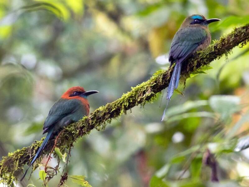 Motmot caréné, Photos 3