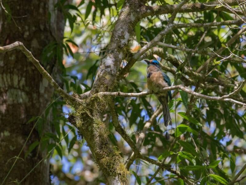 Motmot caréné, Photos 4