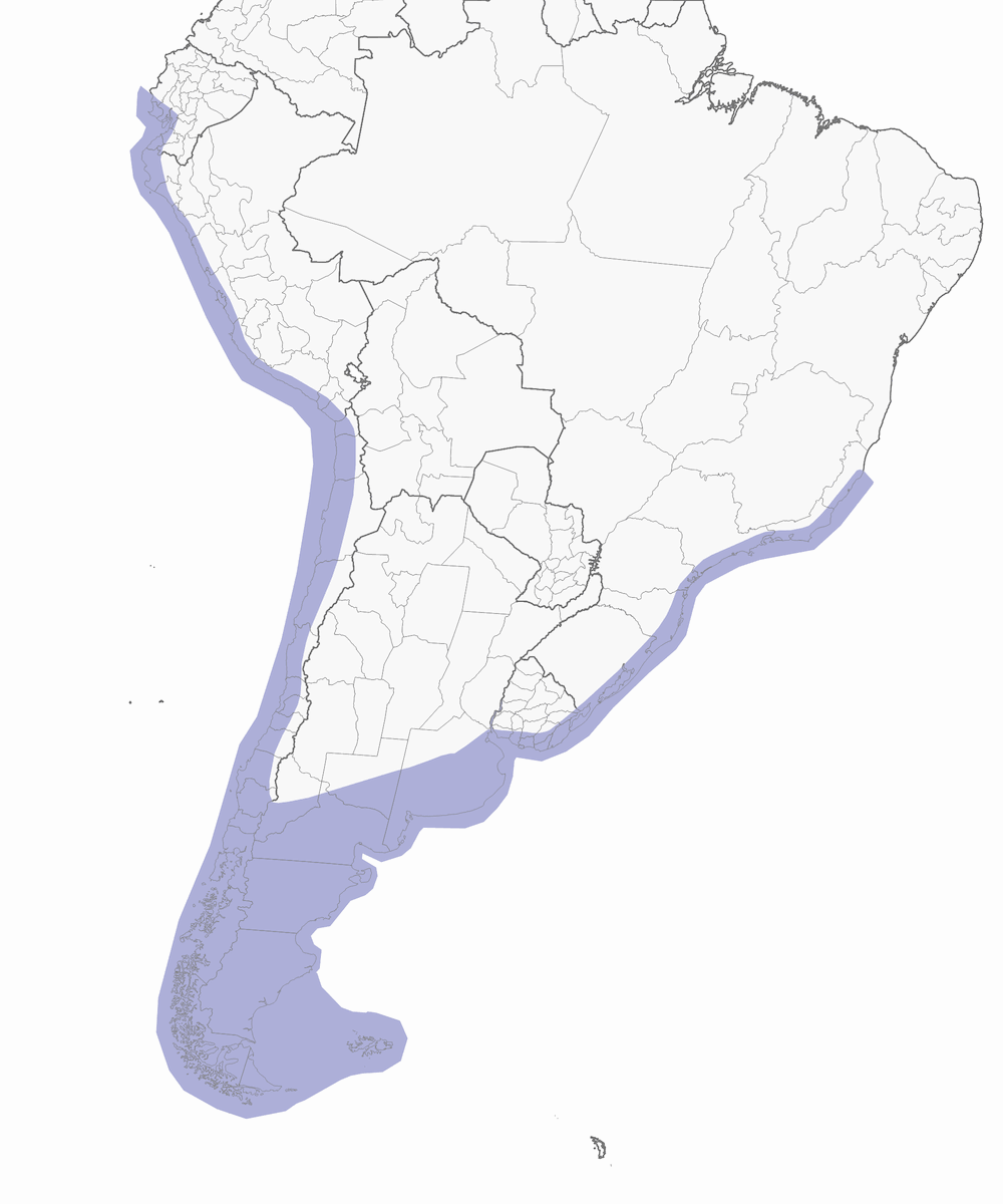 Gabbiano dominicano, Distribuzione 1