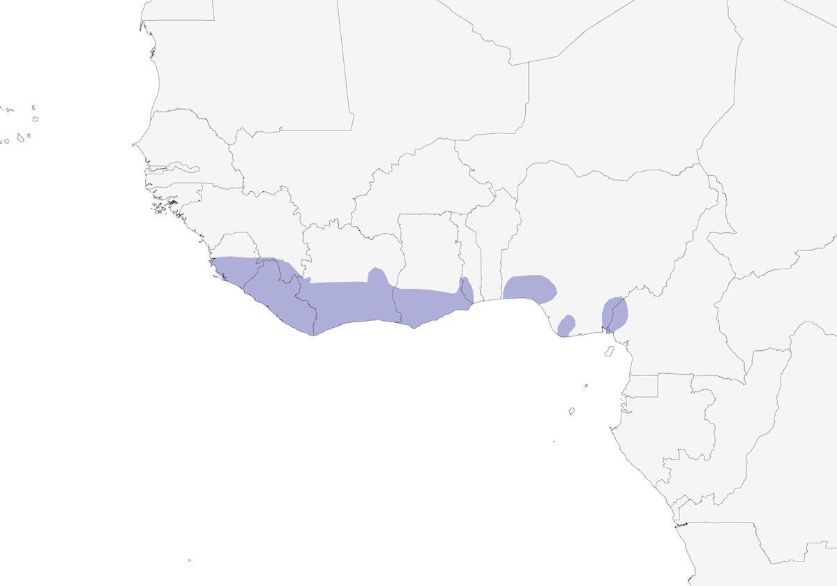 Pico largo de Kemp, Distribución 1