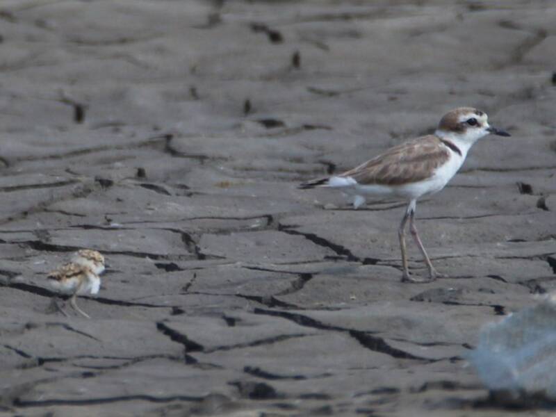 Kentish Plover, Photos 4