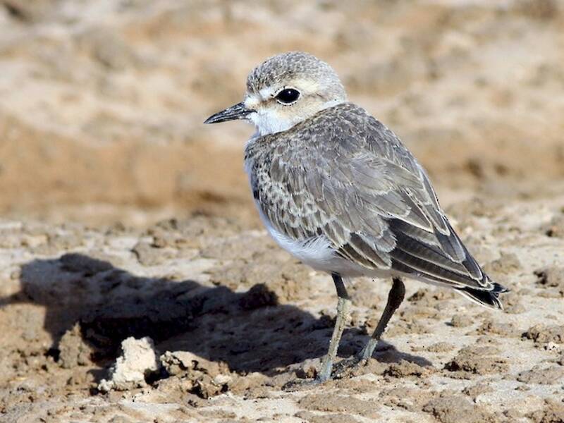 Kentish Plover, Photos 3