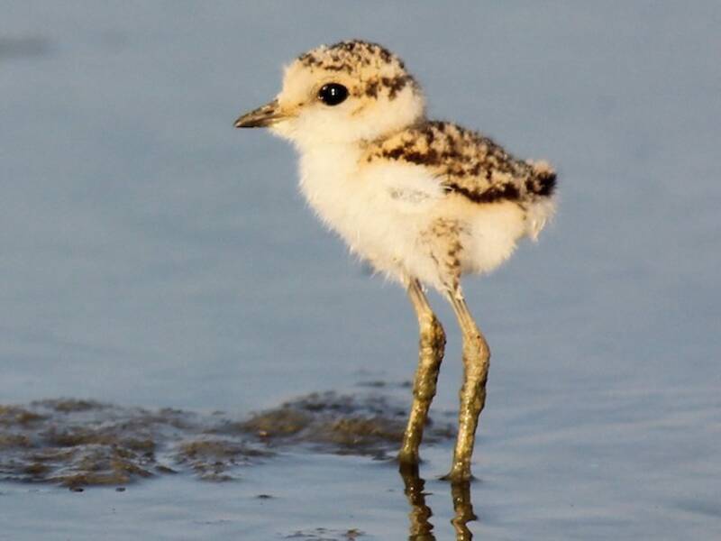 Kentish Plover, Photos 2