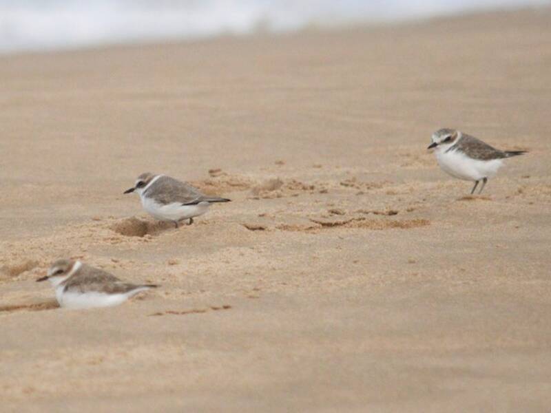 Kentish Plover (Anarhynchus alexandrinus)