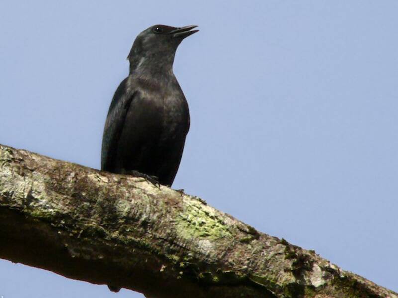 Kenrick's Starling