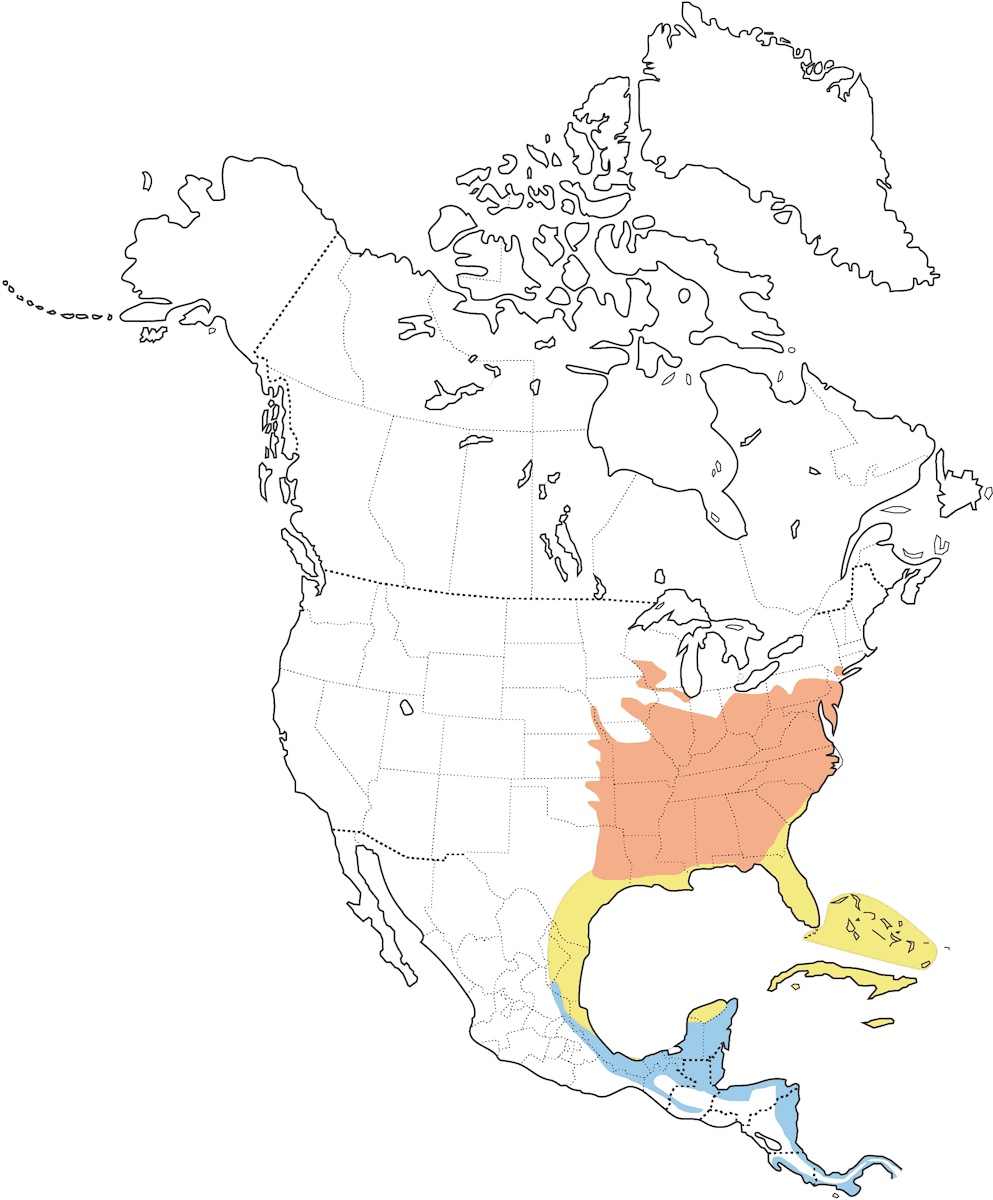 Paruline du Kentucky, Distribution 1