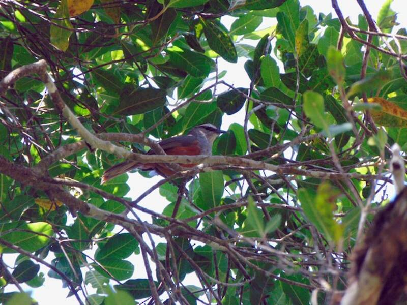 Palani Laughingthrush