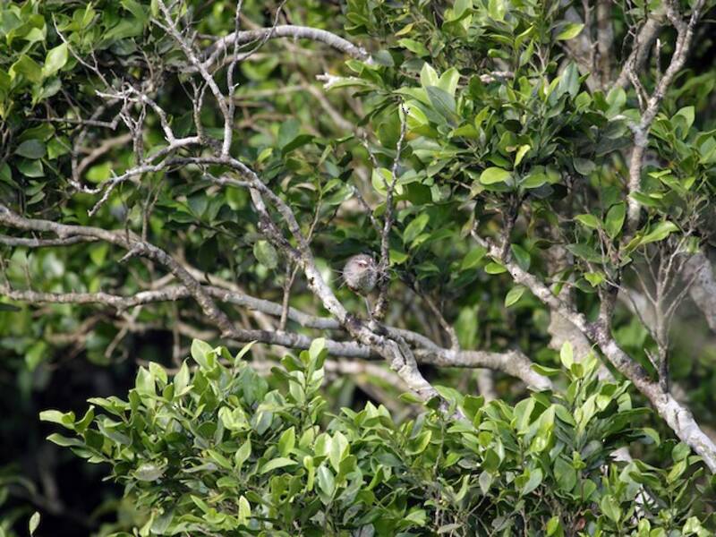 Ashambu Laughingthrush