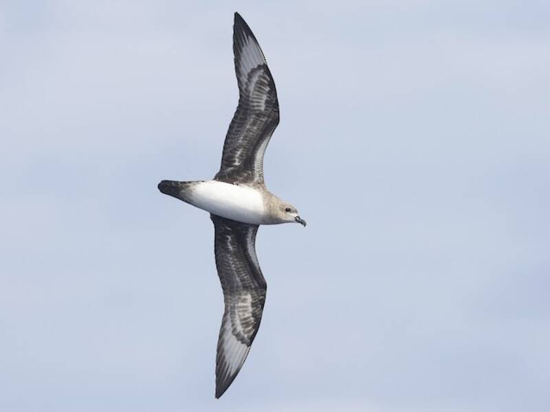 Kermadec Petrel
