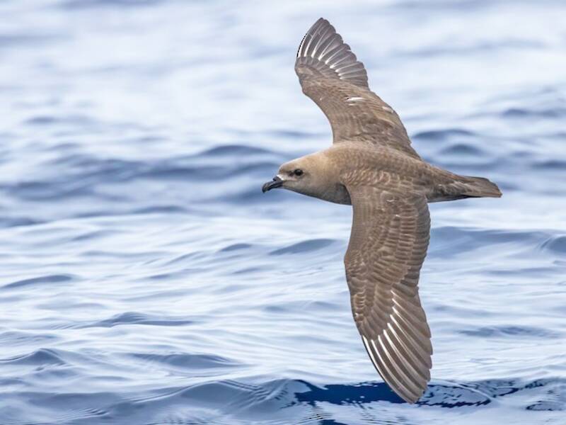 Kermadec Petrel, Photos 2