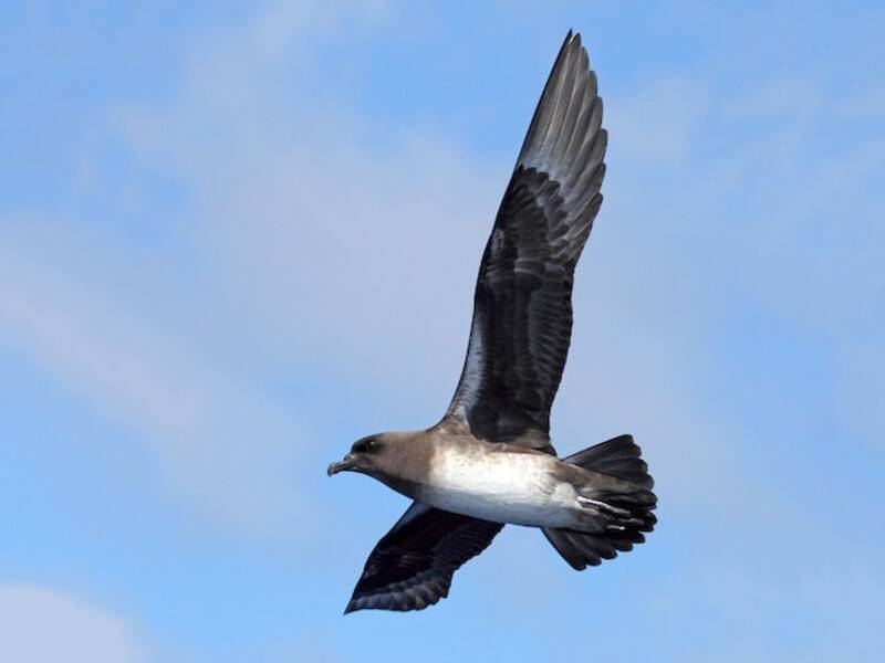 Kermadec Petrel, Photos 3
